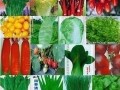 蔬菜种子冬季贮藏方法