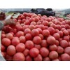 供应大田西红柿、批发精品西红柿、山西优质西红柿种植基地