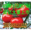 山东聊城万亩大红西红柿生产基地大量上市