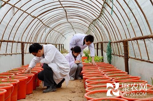 科技支撑“渤海粮仓”增产百亿斤 