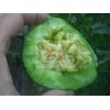 绿宝石2号 绿皮绿肉 薄皮甜瓜 香瓜种子