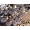 优质蘑菇