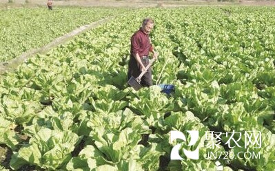 广东揭阳龙潭镇陂尾楼村因地制宜发展芥菜种植业