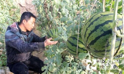 哈密市大泉湾乡近百吨大棚西瓜销往各地