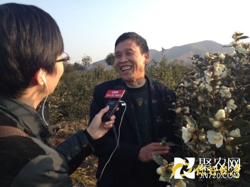 湖南邵阳：茶花香飘醉人 茶油畅销富民