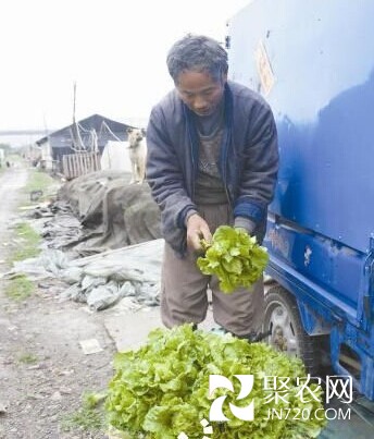 宁波蔬菜基地草子卖得最好 芹菜、生菜也热销