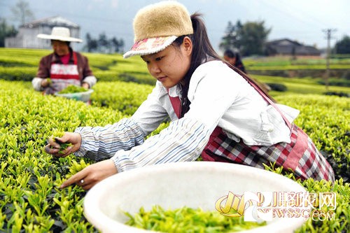 村支书带头种茶 小小茶叶托起村民致富梦