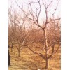 供应优质柿子树/苹果树/山楂树/山杏树/山桃树