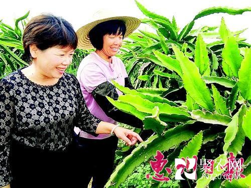 广东惠州市汝湖火龙果女种植能手带动同村姐妹致富