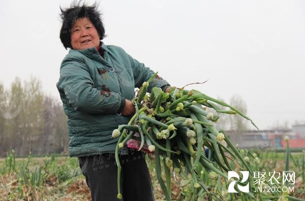 山东滕州大葱滞销 葱农无奈白送