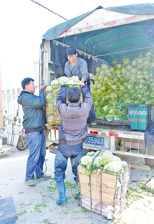 湖北孝感市花菜丰收销四方