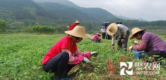 广东云浮市云城区前锋镇发财树种植前景看好 基地育种规模近100万苗