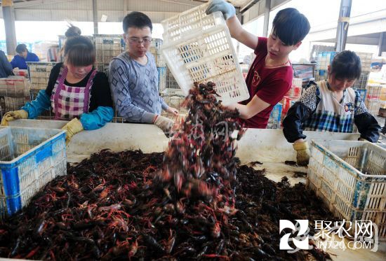 外地龙虾来安徽合肥抢“地盘”