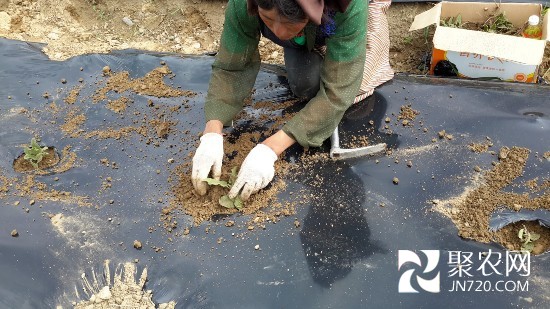 西藏藏药材分布广泛 林芝多县种植16个品种