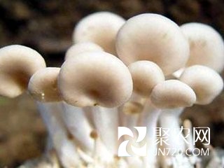 福建罗源县秀珍菇助力农户走上致富路