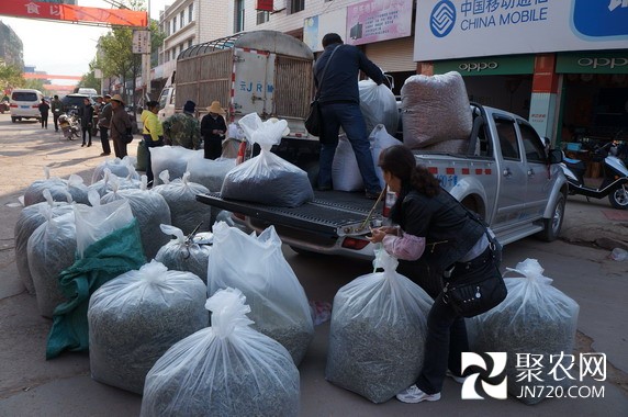 云南景谷县民乐镇茶农生产重建两不误