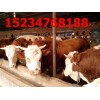 山西养殖专业合作社出售肉牛犊