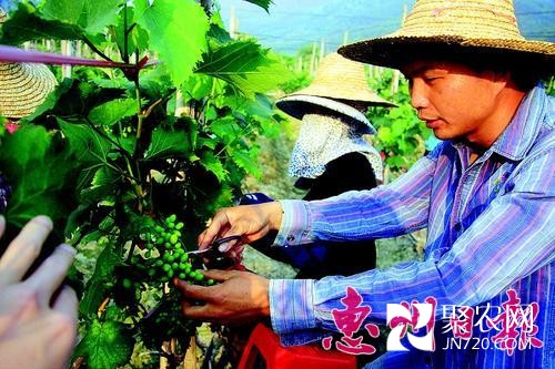 惠州市博罗林杨峰组建葡萄专业合作社 获评致富带头人称号