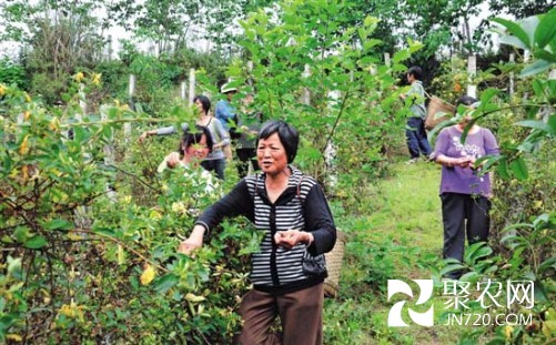 四川内江：进入采摘期 金银花铺满牛桥村村民致富路