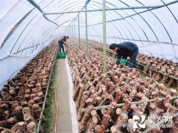 食用菌种植为农民撑起“致富伞”