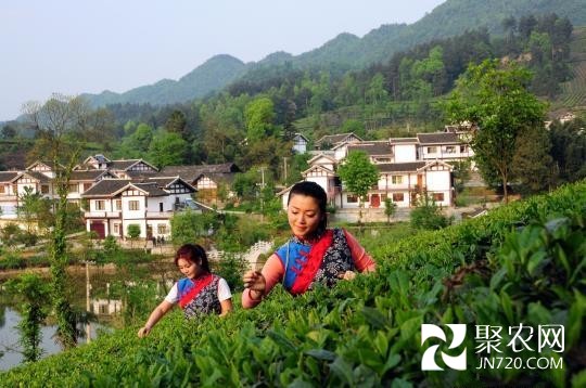 荒山披“茶绿” 贵州湄潭农村的蜕变之路