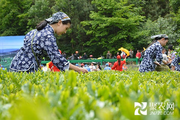 湖北三峡“茶艺节”签约逾5亿元