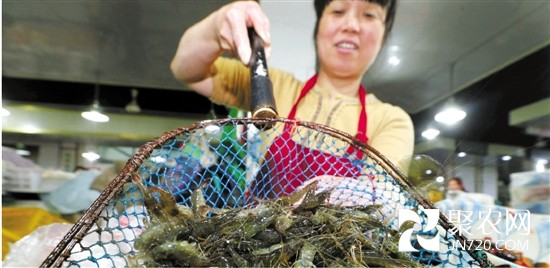 浙江：河虾大年 价格跳水 此时河虾最便宜最肥美