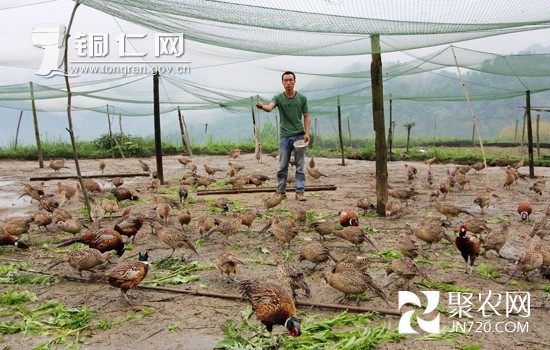 印江返乡青年养野山鸡编织致富梦