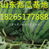 18265177888山东原棚西瓜价格0.55