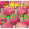 15762911888山东省嘎啦苹果/黄金梨销售价格