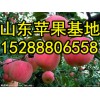 江西南昌红富士苹果产地 红富士苹果价格分析
