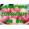 15266669339条红纸袋红富士苹果一元一斤