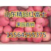 大量批发红富士苹果价格15564255375