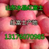 山东苹果种植基地/山东纸袋红富士苹果大量批发
