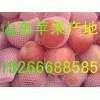 １５２６６６８８５８５山东红富士苹果低价出售