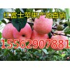最新红富士苹果价格15562907881