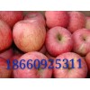 18660925311今日红富士苹果新价格