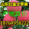 18764958222苹果产地降价山东红富士苹果现在什么价格