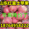 山东红富士苹果产地大降价，红富士苹果收购价格低