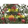 15688813698冷库红富士苹果供应