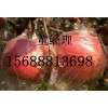 15688813698冷库红富士苹果供应