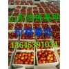 近日油桃什么价格山东油桃批发多少钱山东油桃低价供应