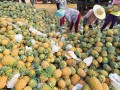 海南万宁菠萝价格回落：从高峰期的每斤2.8元降到每斤1元