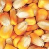 枣阳傲现养殖常年求购玉米小麦油糠次粉棉粕等饲料原料