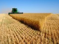 河南省小麦最低收购价2.36元/公斤