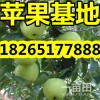 【近期山东优质苹果批发价格】