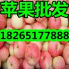 【山东现在优质嘎拉苹果批发价格】