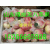 【15266665888】山东红星苹果红冨士大量上市