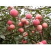 山东优质红富士苹果现已大量上市