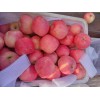 万亩红富士苹果产地价格行情13176070985